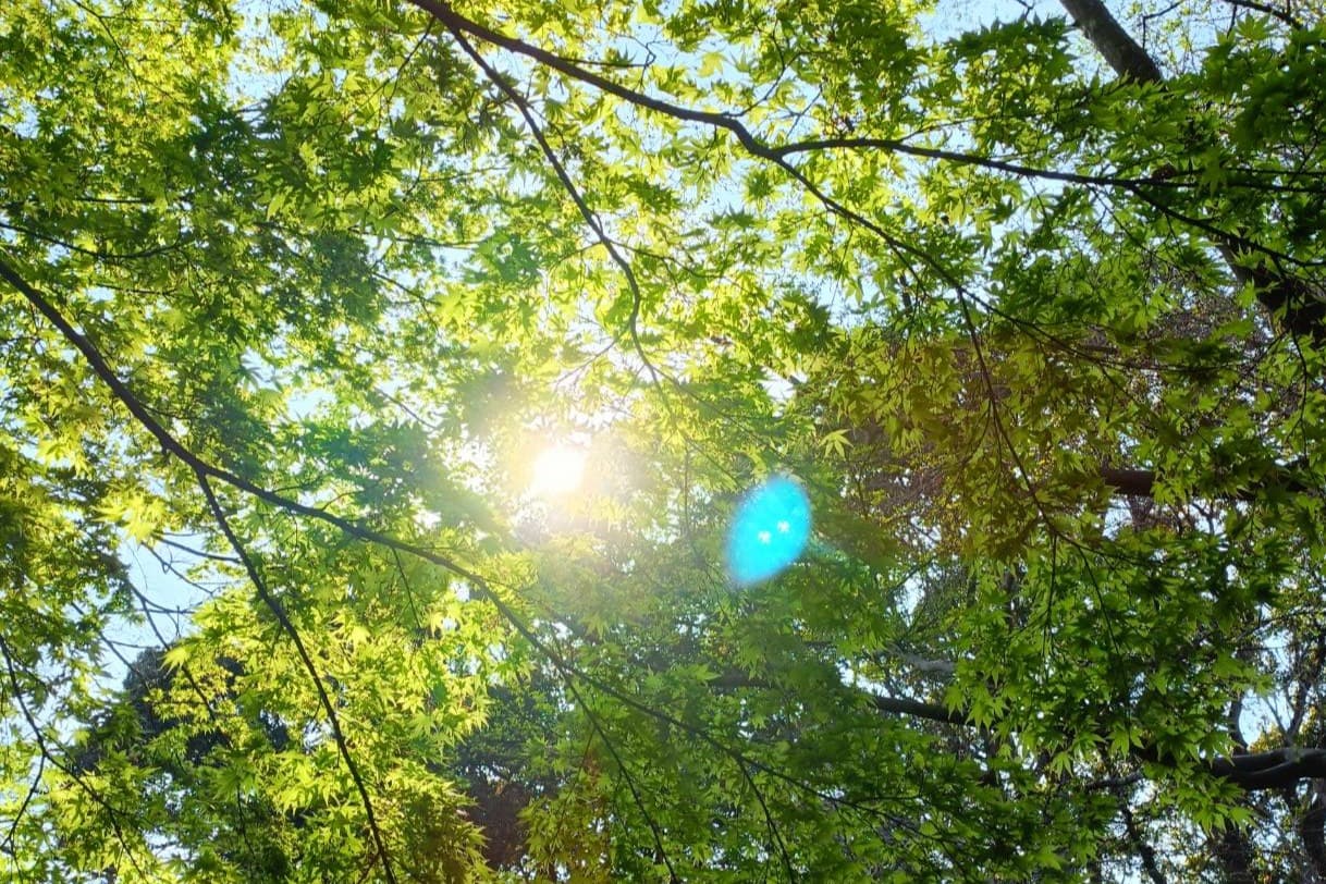 ここだね照らす太陽コースの画像