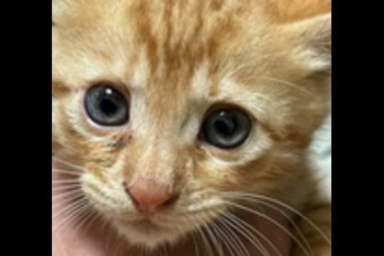 御礼・特典の画像