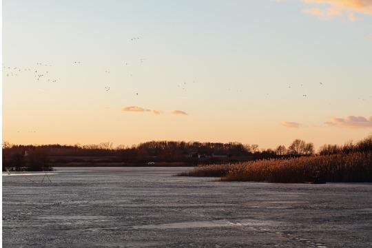 御礼・特典の画像