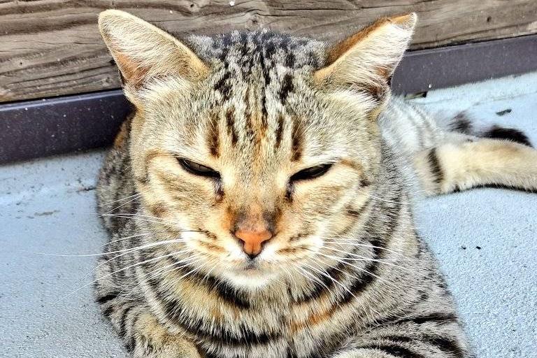 コスモの治療費の画像