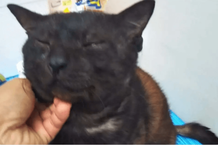 33匹の保護猫たちの命をつなぐために使わせていただきます。の画像