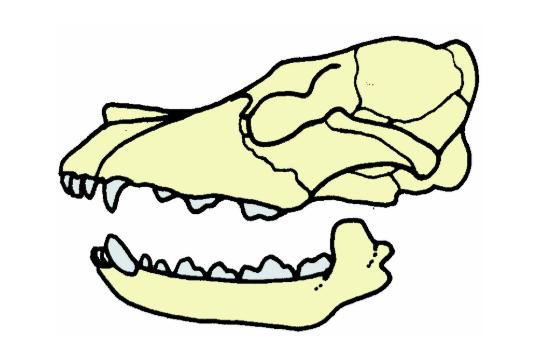 ありがとうのワンコイン!の画像