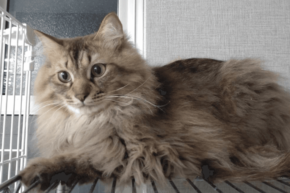 シェルターの猫1匹の1ヶ月のご飯代になりますの画像