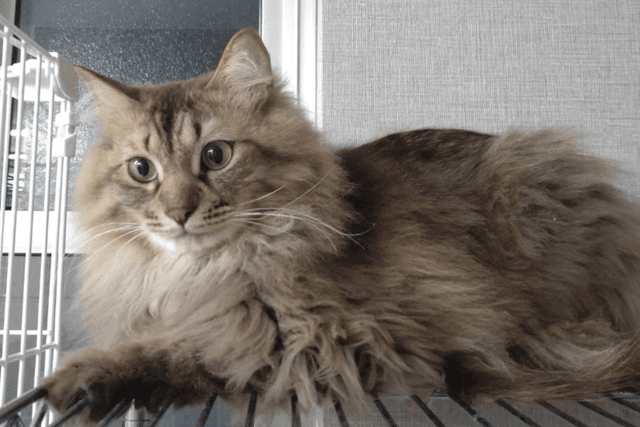 シェルターの猫1匹の1ヶ月のご飯代になりますの画像