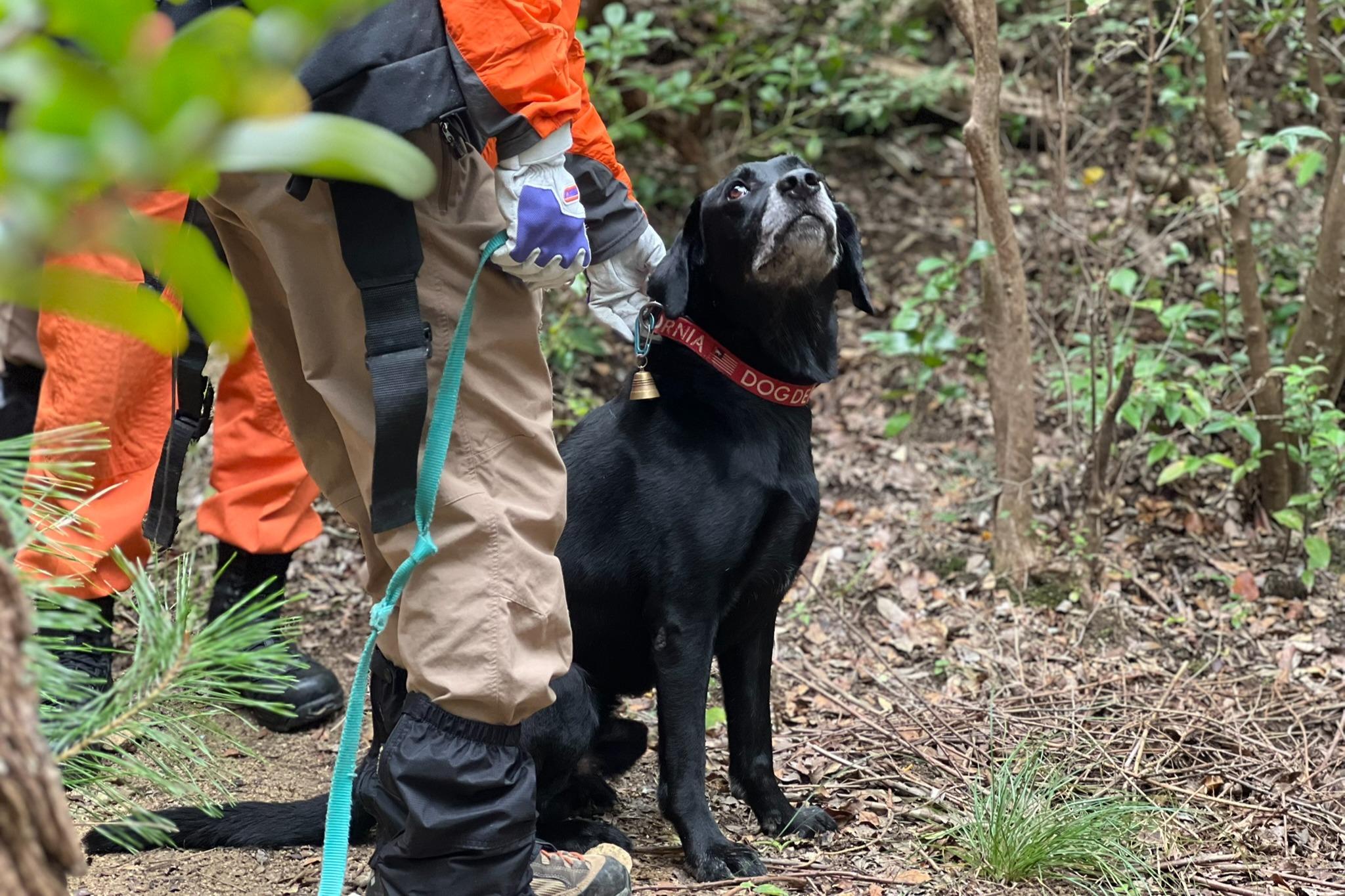 ノミダニ・フィラリア予防薬(1頭1回/月)の画像