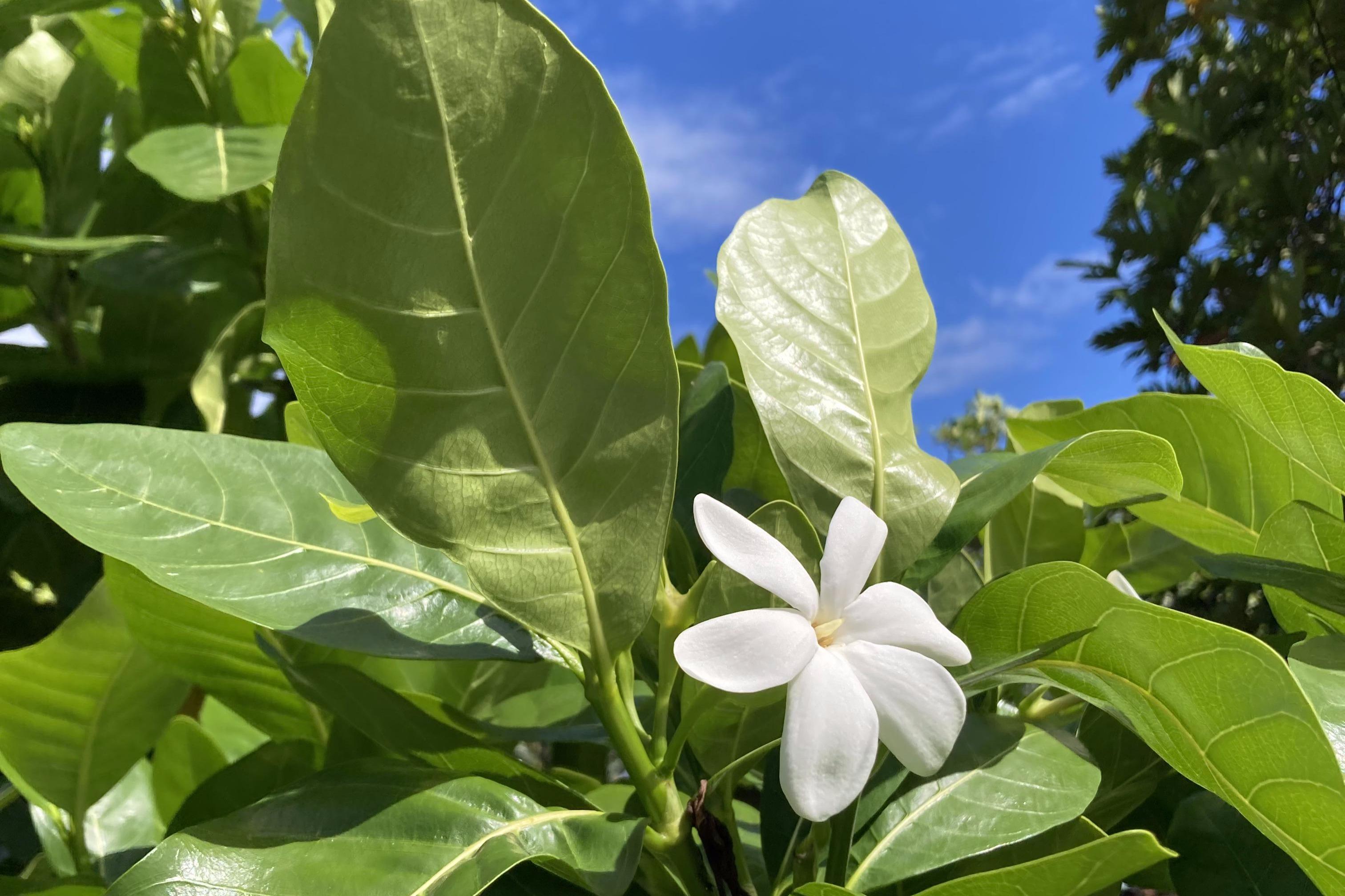 🔸【5,000円】全力応援プランの画像