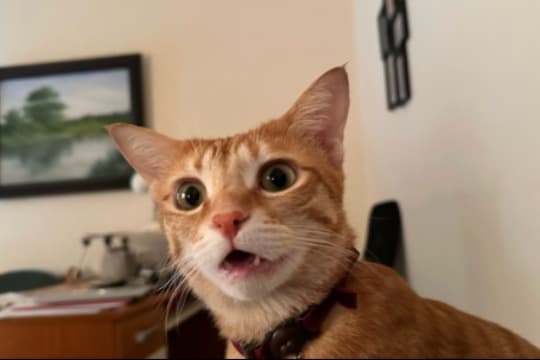 トットはびっくりです! Image