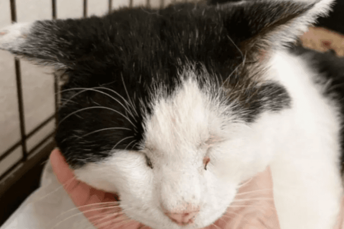 瀬底島の33匹の保護猫たちの餌代・医療費・生活費として活用します。の画像