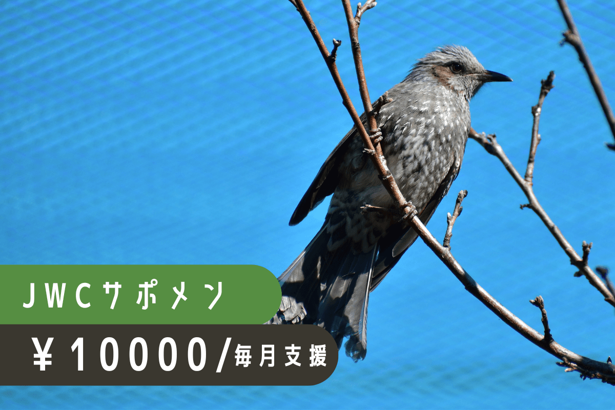 日々の治療費や飼養費として大切に活用させていただきますの画像