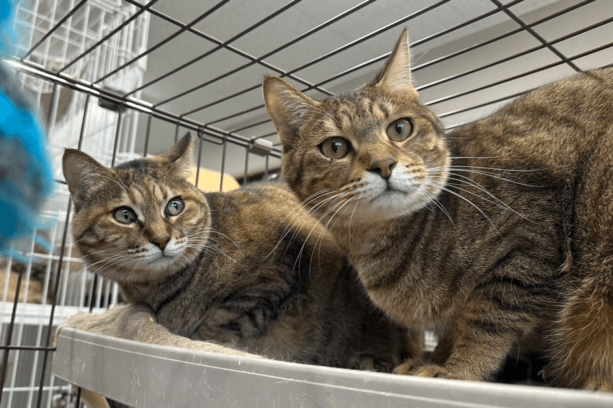 シェルターの猫2匹の1ヶ月のご飯代になりますの画像