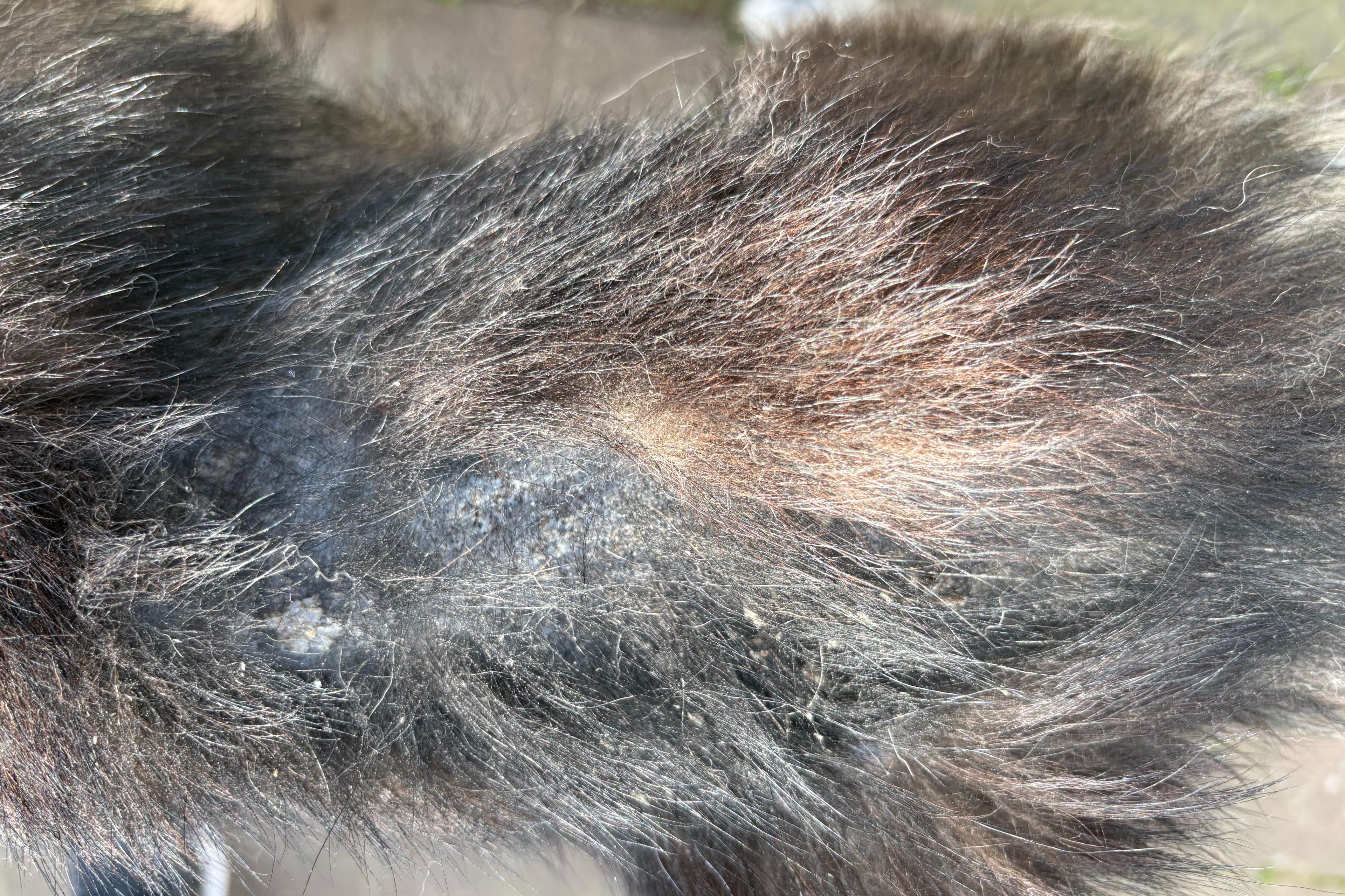 薬用シャンプーの購入費の一部 Image