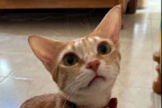 トットはうれしいです! Image