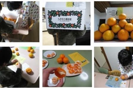 児童養護施設へポンカン10kg(70個〜)を1箱を寄付の画像