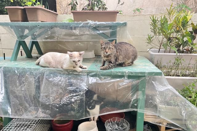 瀬底島の33匹の保護猫たちの餌代・医療費・生活費として活用しますの画像