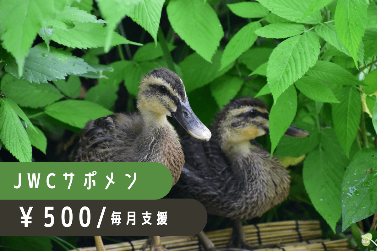 日々の治療費や飼養費として大切に活用させていただきますの画像