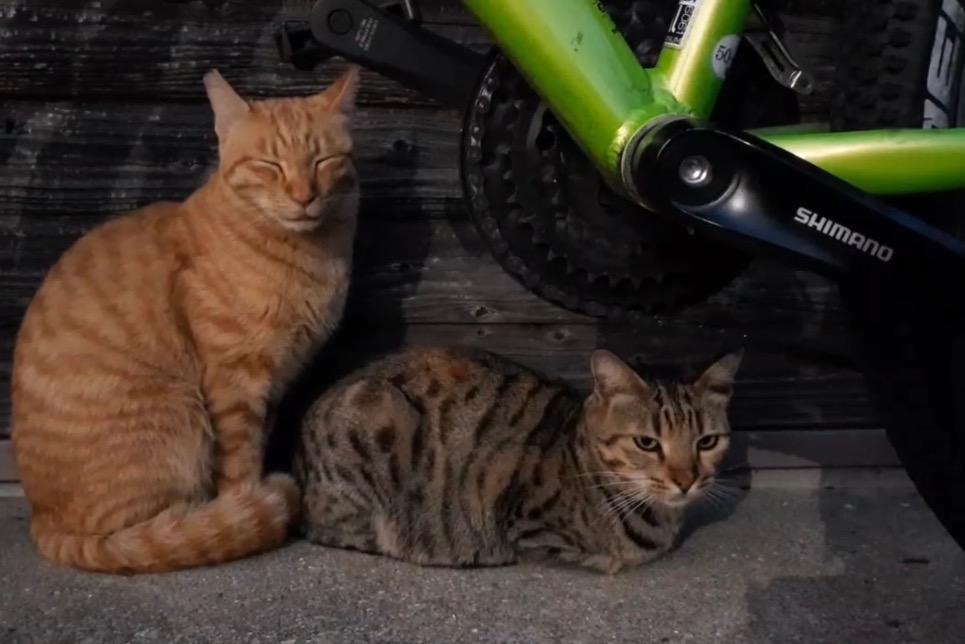 コスモの医療費の画像