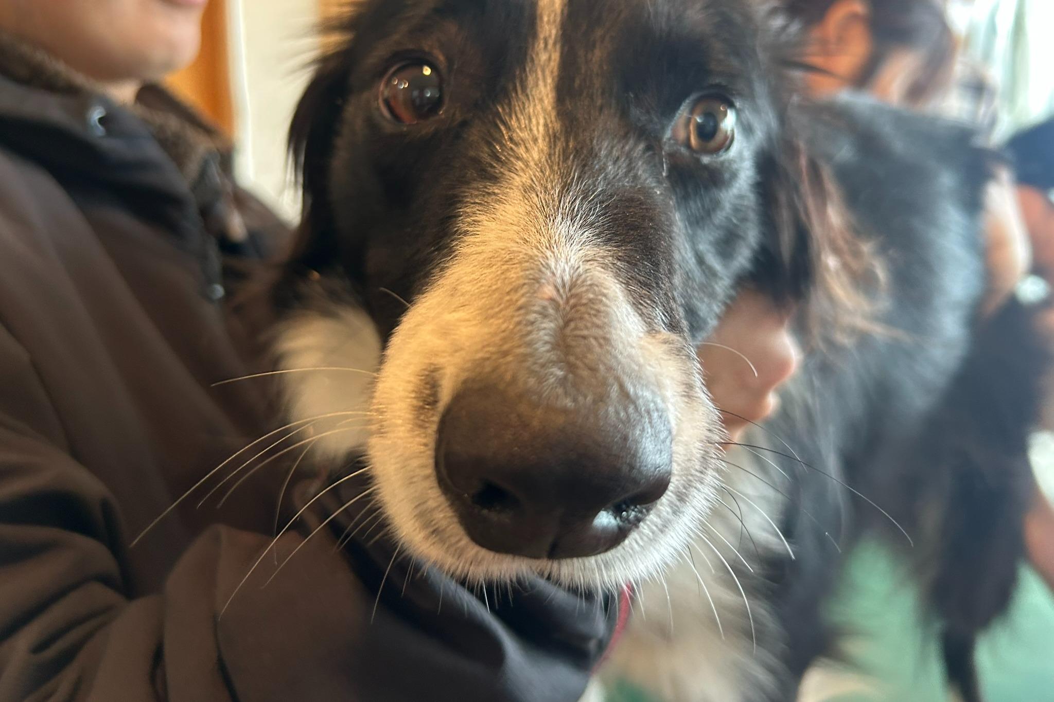 * 狂犬病予防接種・混合ワクチン接種(1頭)の画像