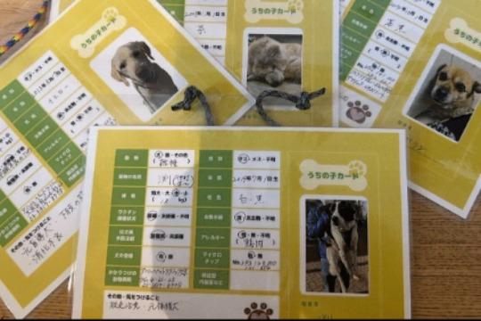 愛犬に必需品!!「うちの子カード」作成ワークショップの画像