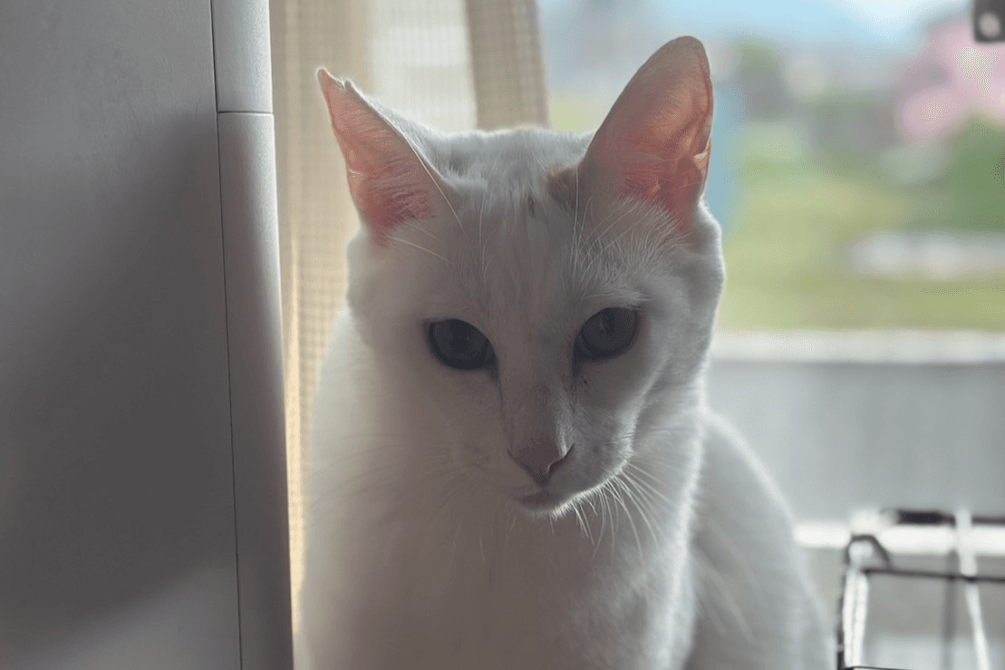 シェルターの猫1匹の1ヶ月の生活をサポートすることができますの画像