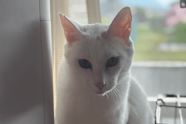 シェルターの猫1匹の1ヶ月の生活をサポートすることができますの画像