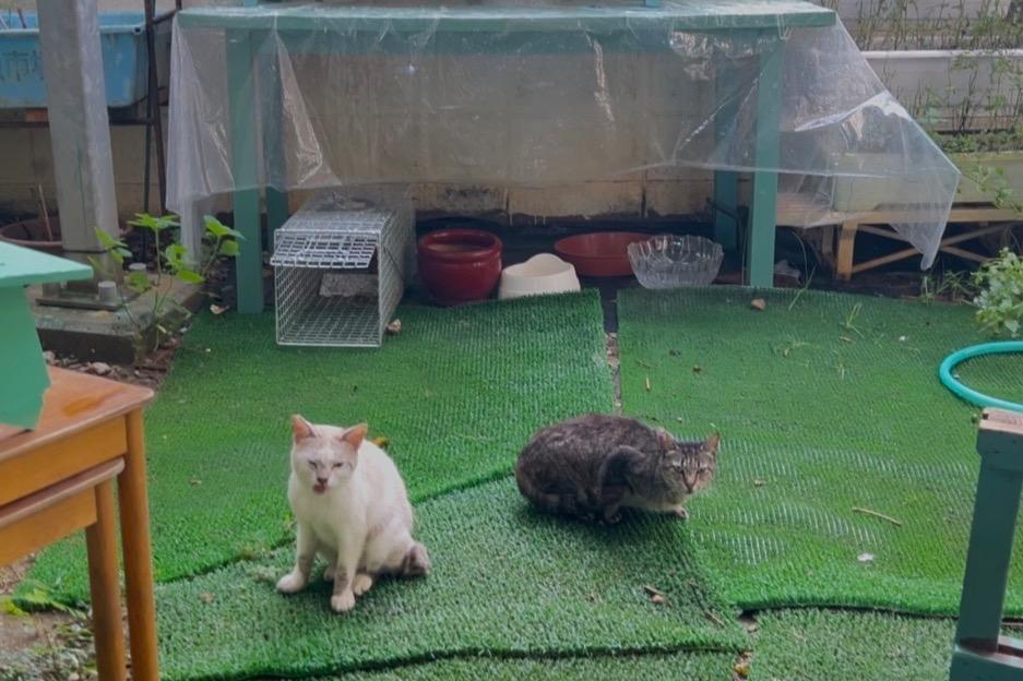 33匹の保護猫たちの命をつなぐために使わせていただきます。の画像