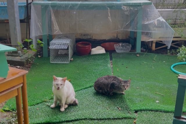 33匹の保護猫たちの命をつなぐために使わせていただきます。の画像