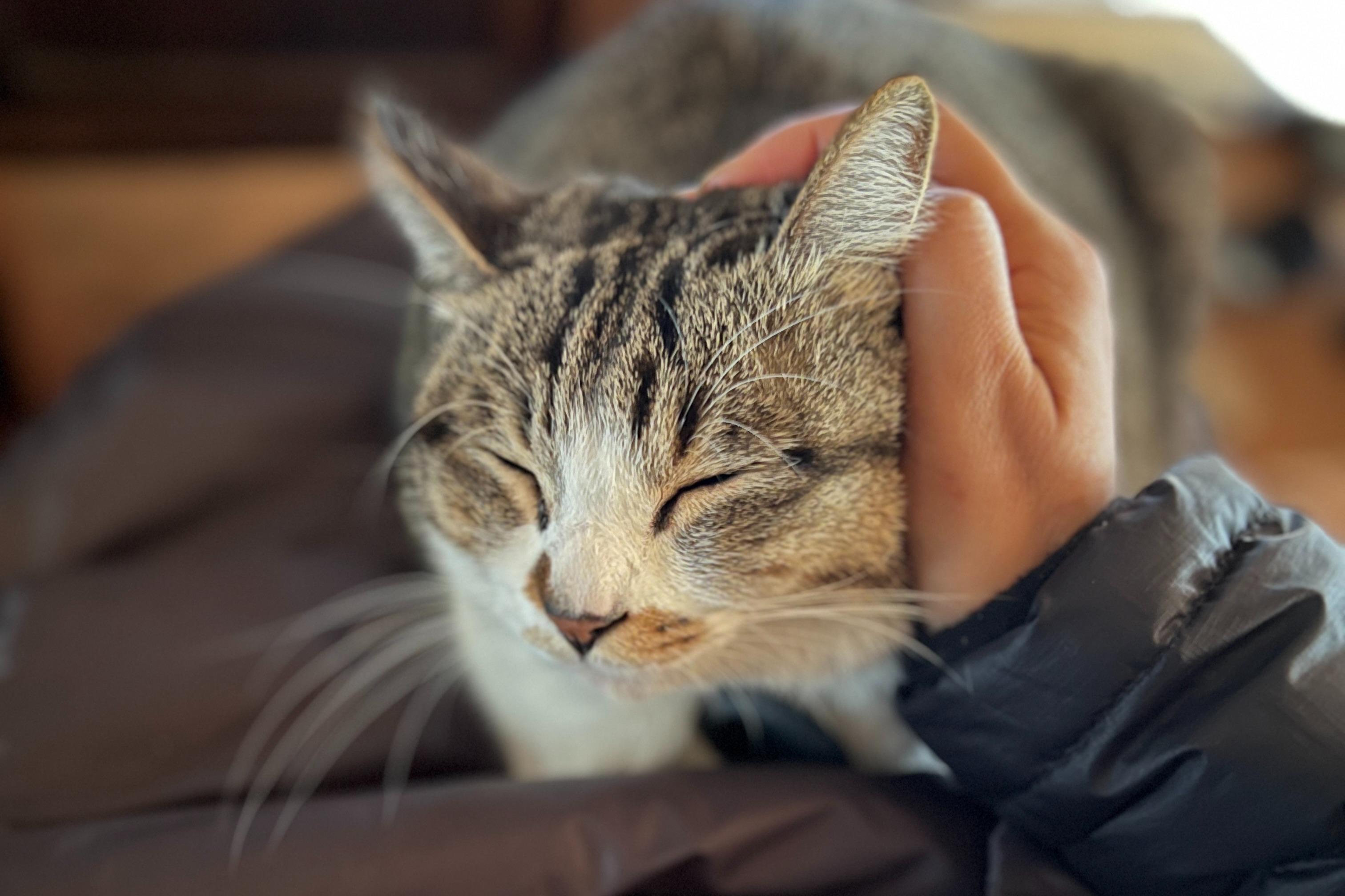 「猫の手当て」を応援するの画像