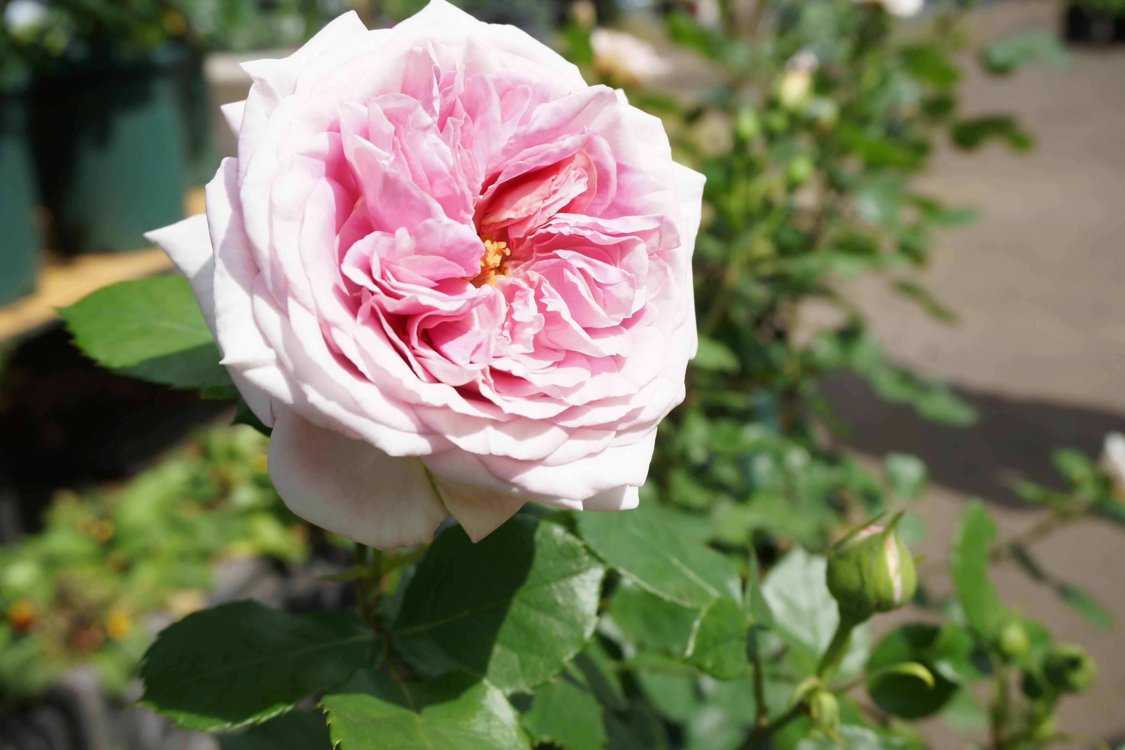 私も応援します!コースの画像