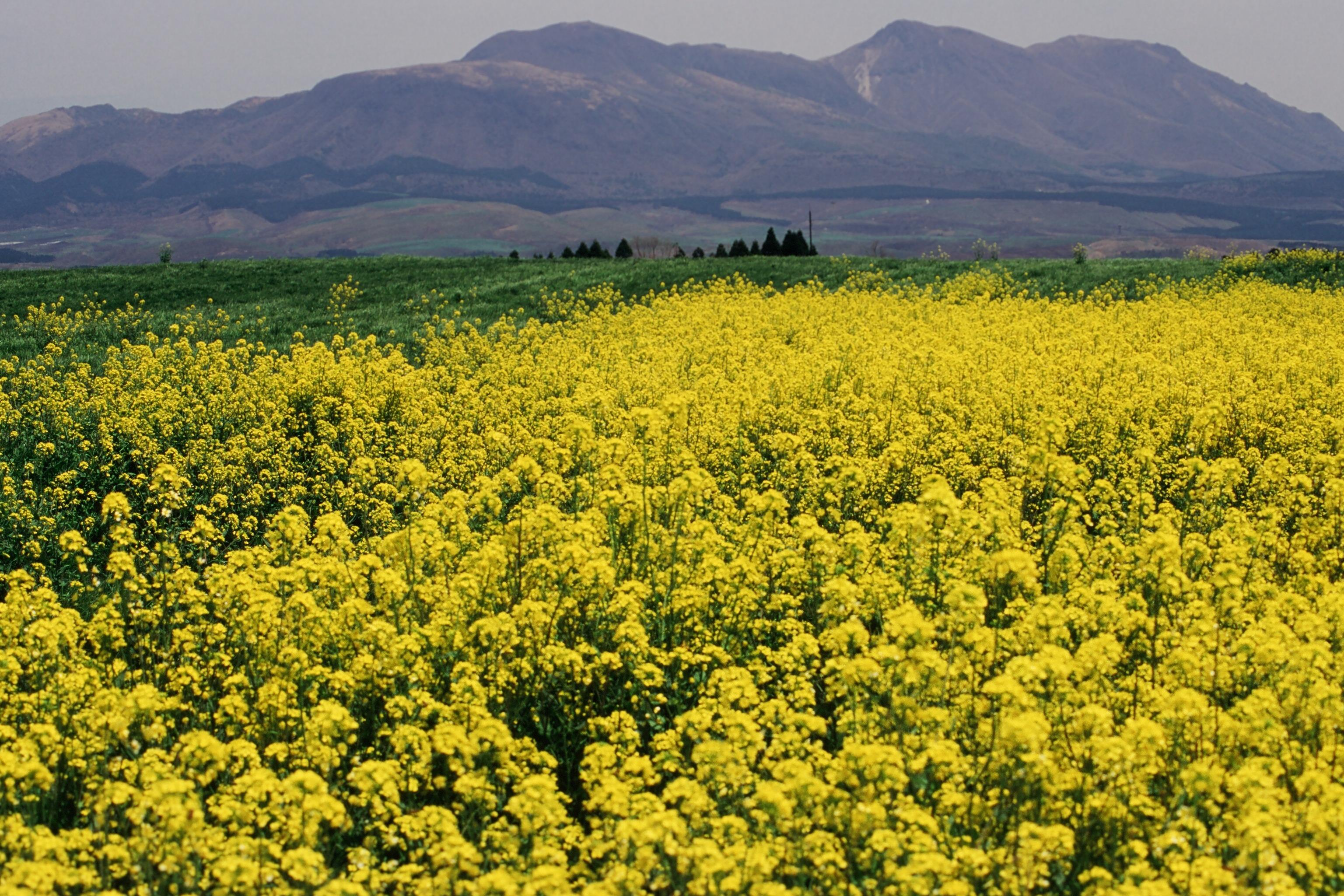 自立のための生活基盤づくりをサポートの画像