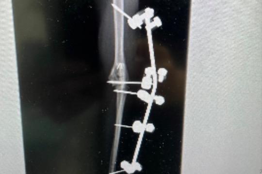 猫部屋30分券付きの画像
