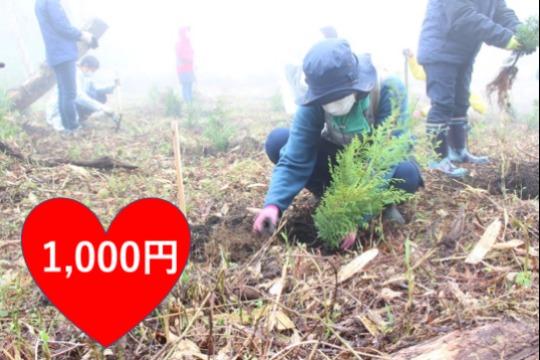 植林の苗木支援の画像