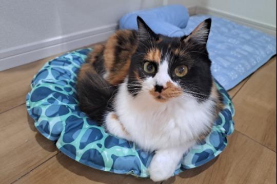 Paw Support 5000の画像