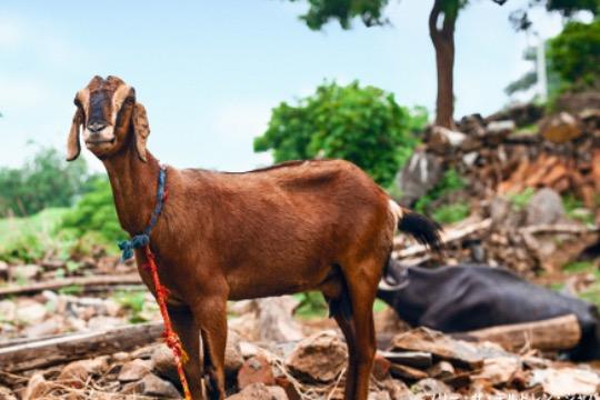 ヤギ1頭分!! Image