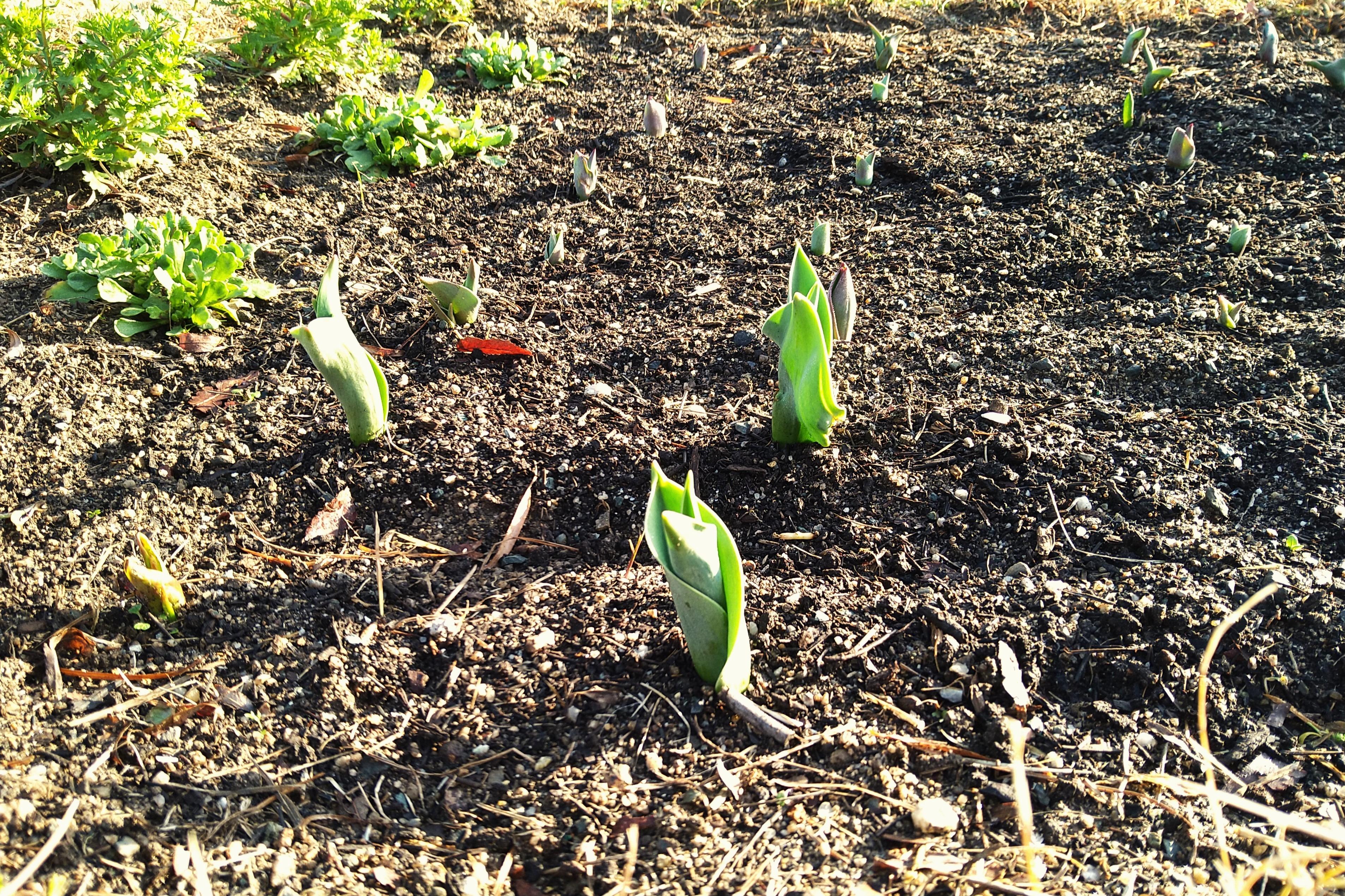 フードバンクと連携した食料支援1回分の画像