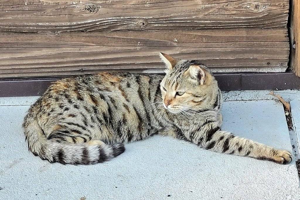 コスモの医療費の画像