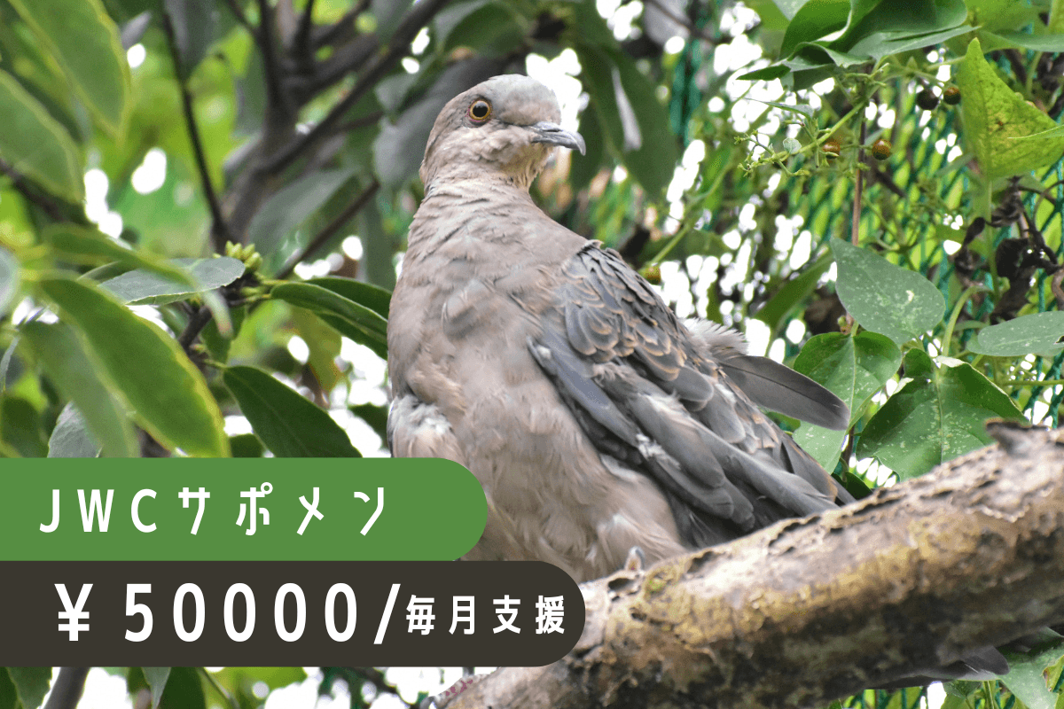 日々の治療費や飼養費として大切に活用させていただきますの画像
