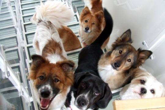 1日分のボクとらんちゃんの特別食代になりますの画像