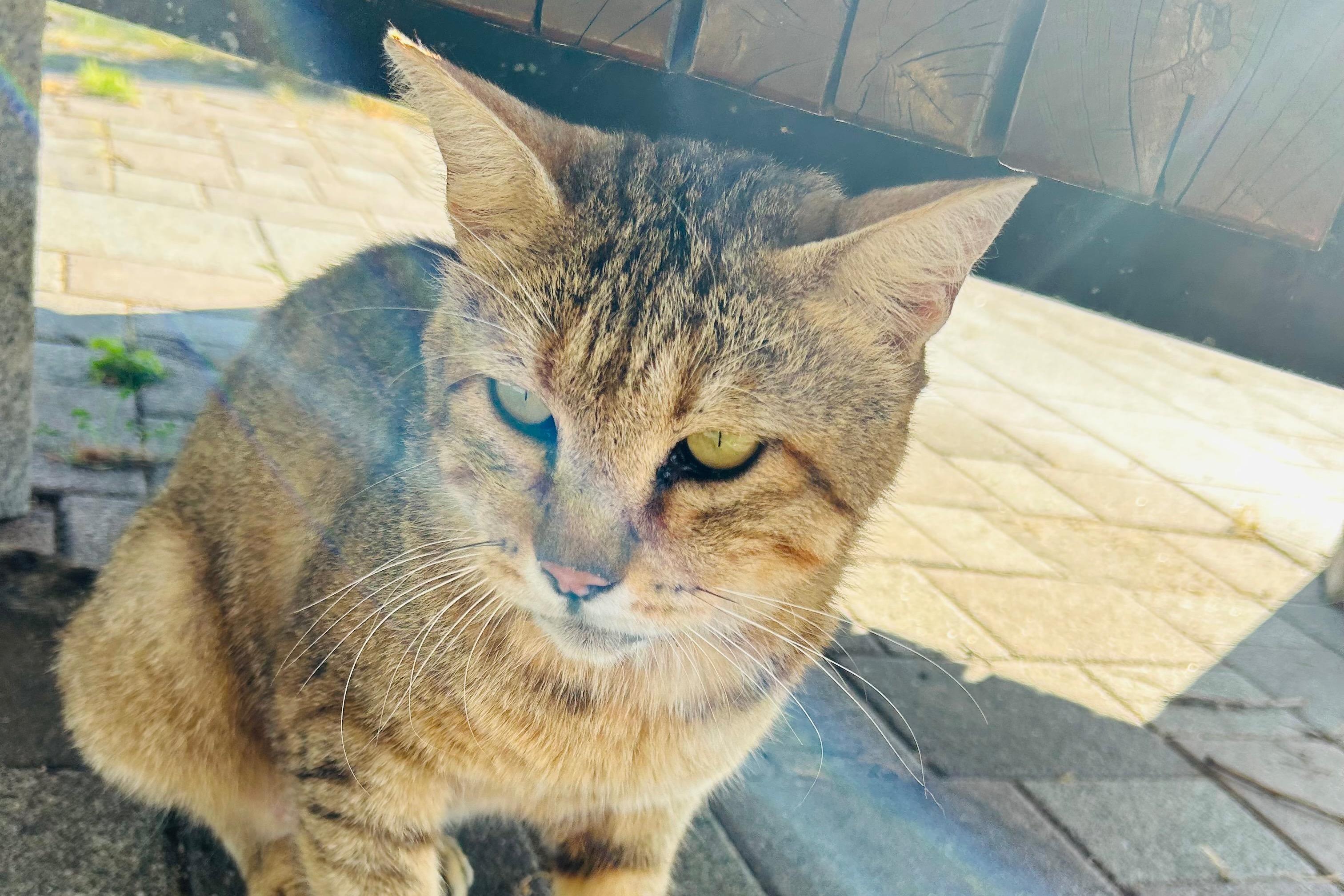 ใใชใผๅป็่ฒปใฎ็ปๅ