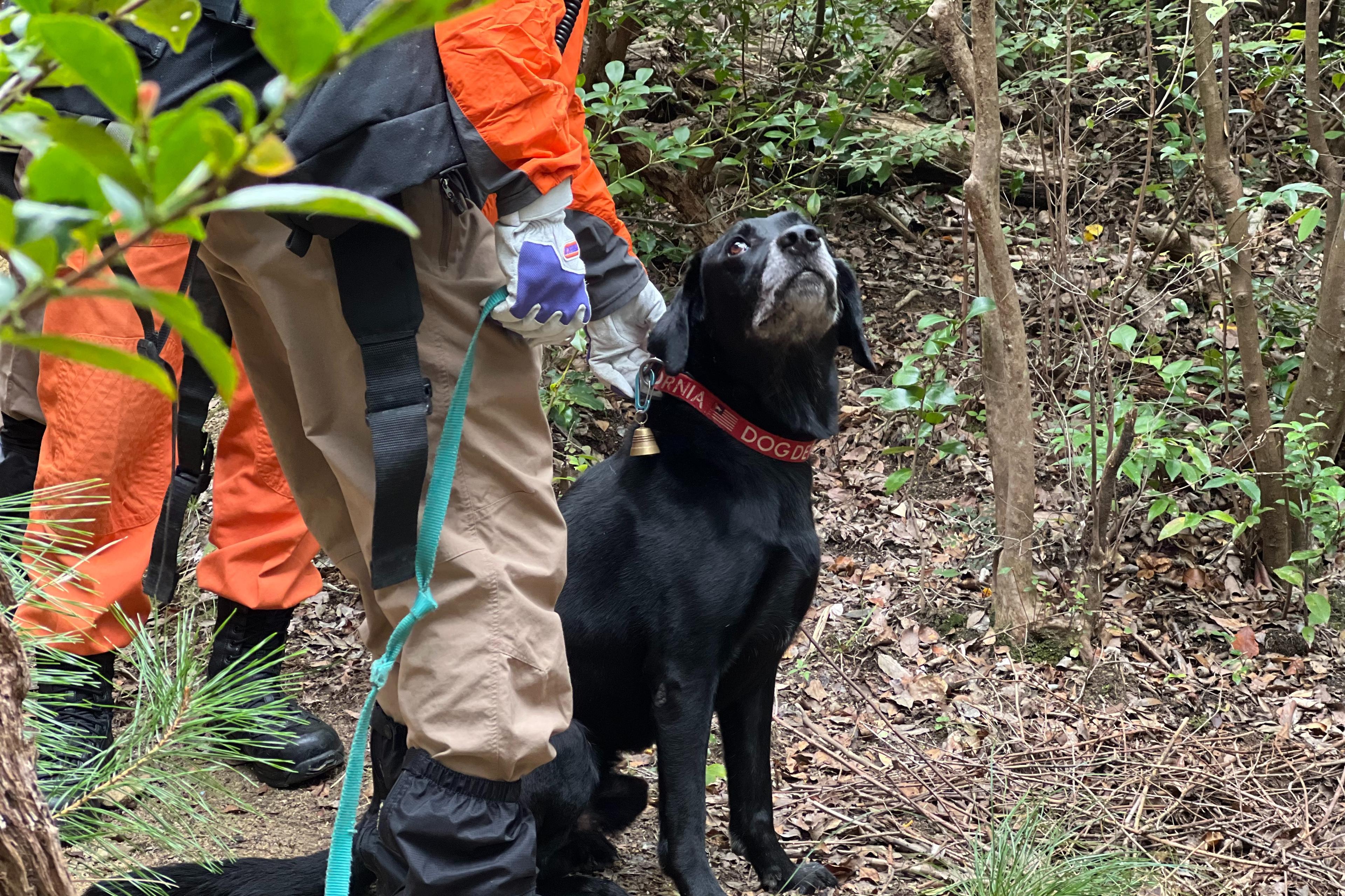 ノミダニ・フィラリア予防薬(1頭1回/月)の画像