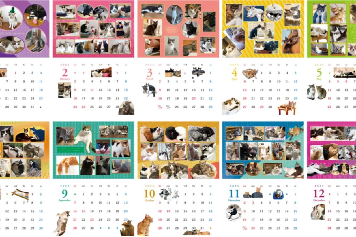 2025年 TNHomeで幸せになった 元保護猫たちのカレンダー 2部の画像