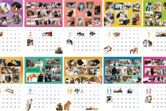 2025年 TNHomeで幸せになった 元保護猫たちのカレンダー 2部 Image