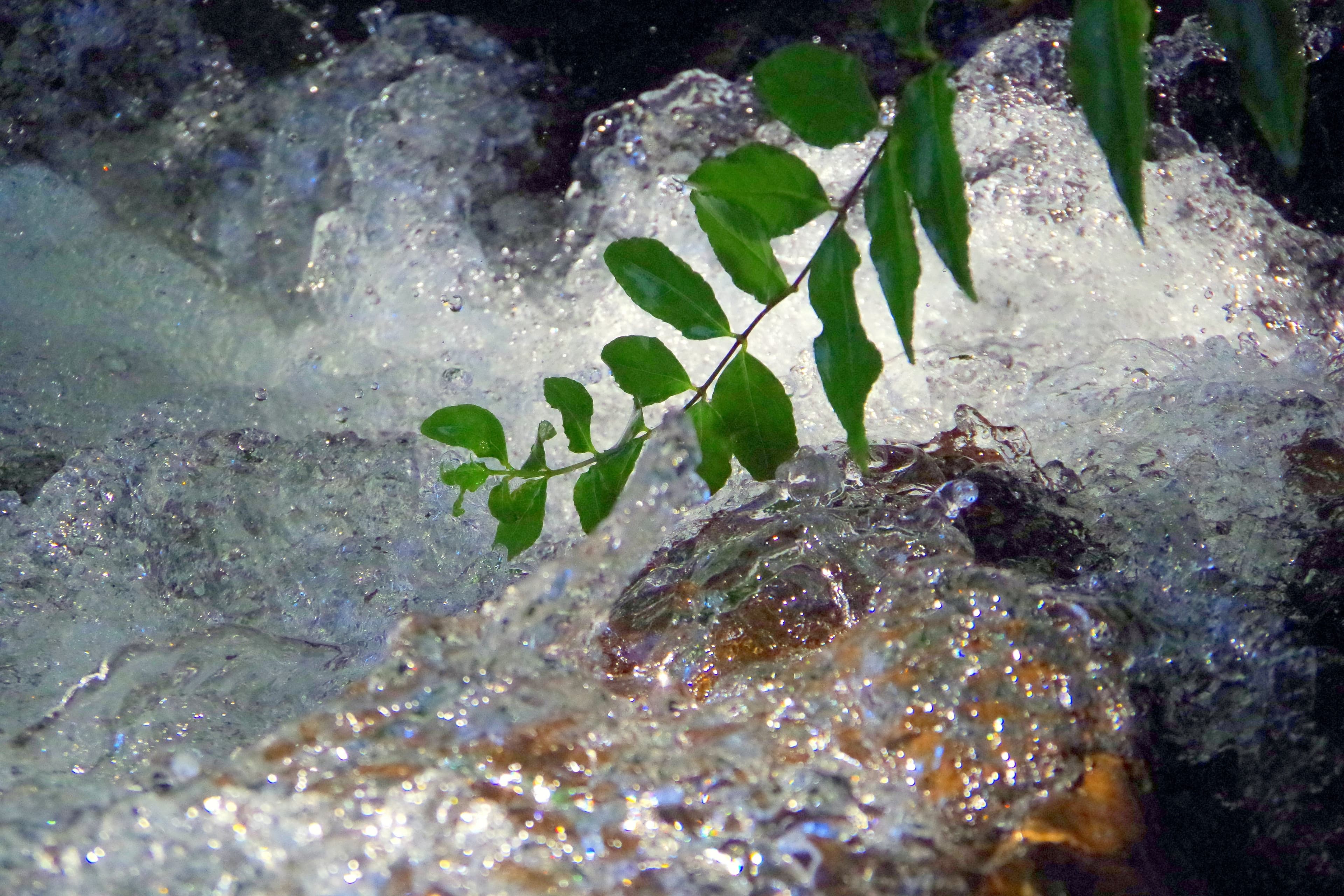 湧き水になるの画像