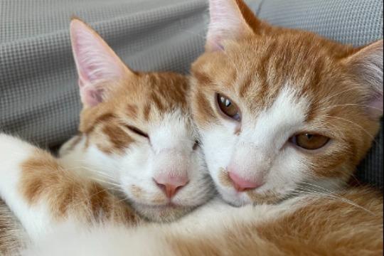 Paw Support 10000の画像