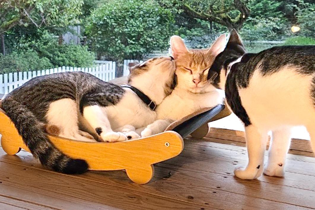 「猫の手当て(法人)」を受けるの画像