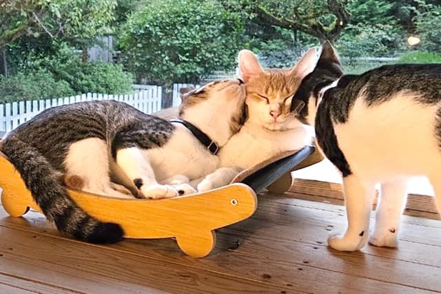 「猫の手当て(法人)」を受けるの画像