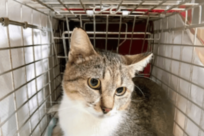 33匹の保護猫たちの命をつなぐために使わせていただきます。の画像