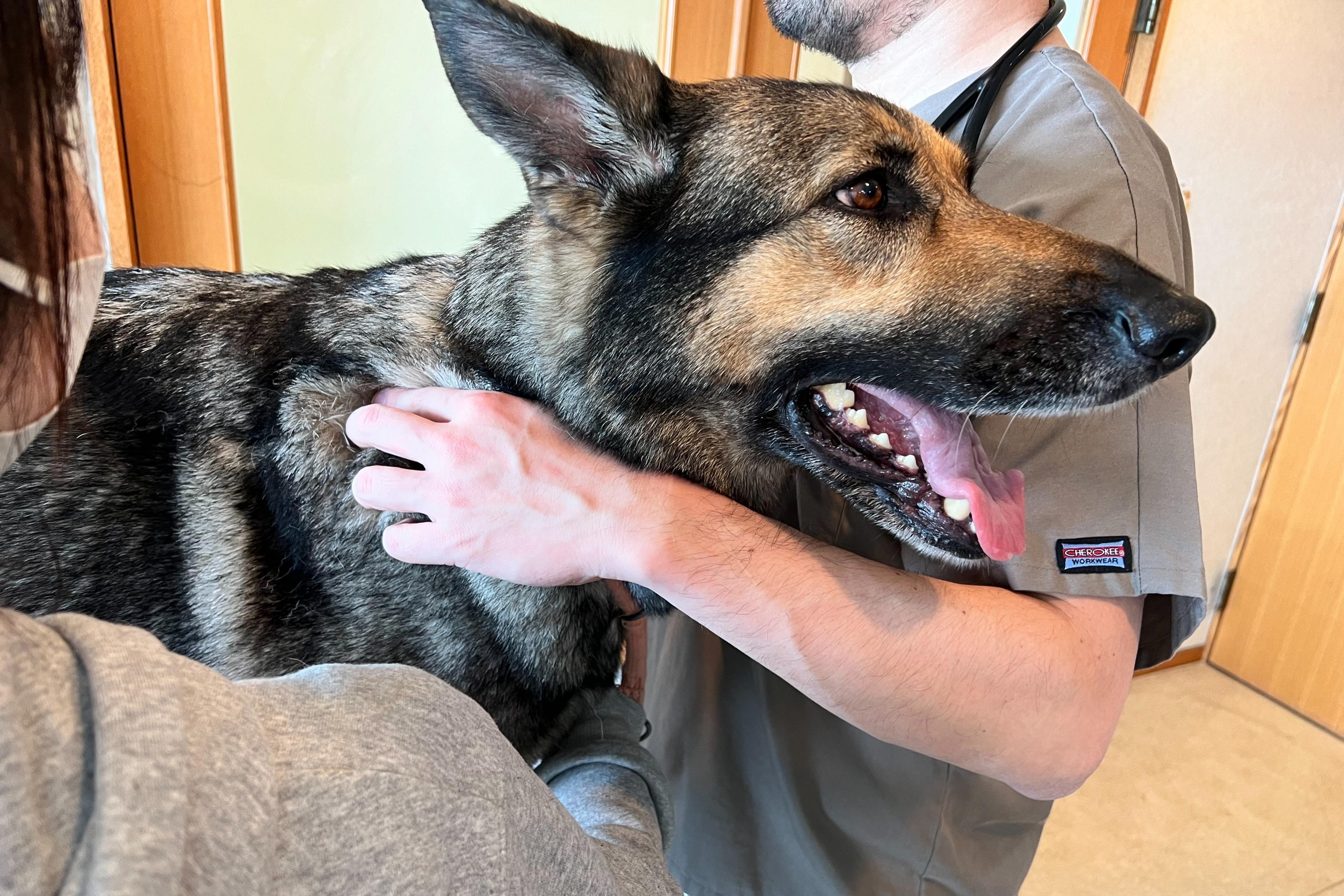 狂犬病予防接種・混合ワクチン接種(1頭)の画像