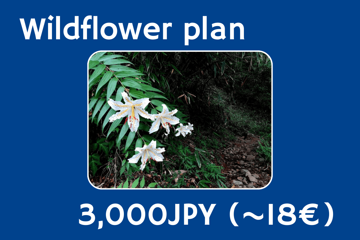 Wildflower Planの画像
