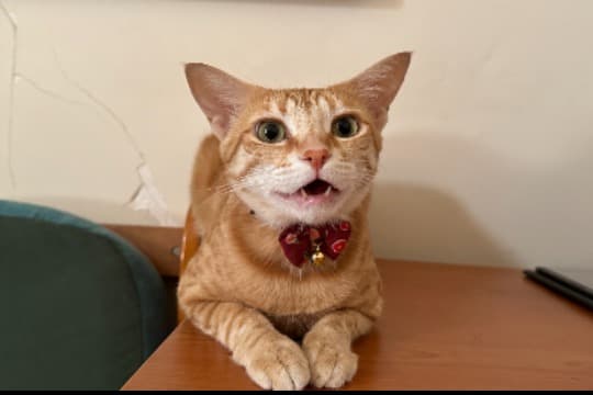 トットはうれしいです! Image