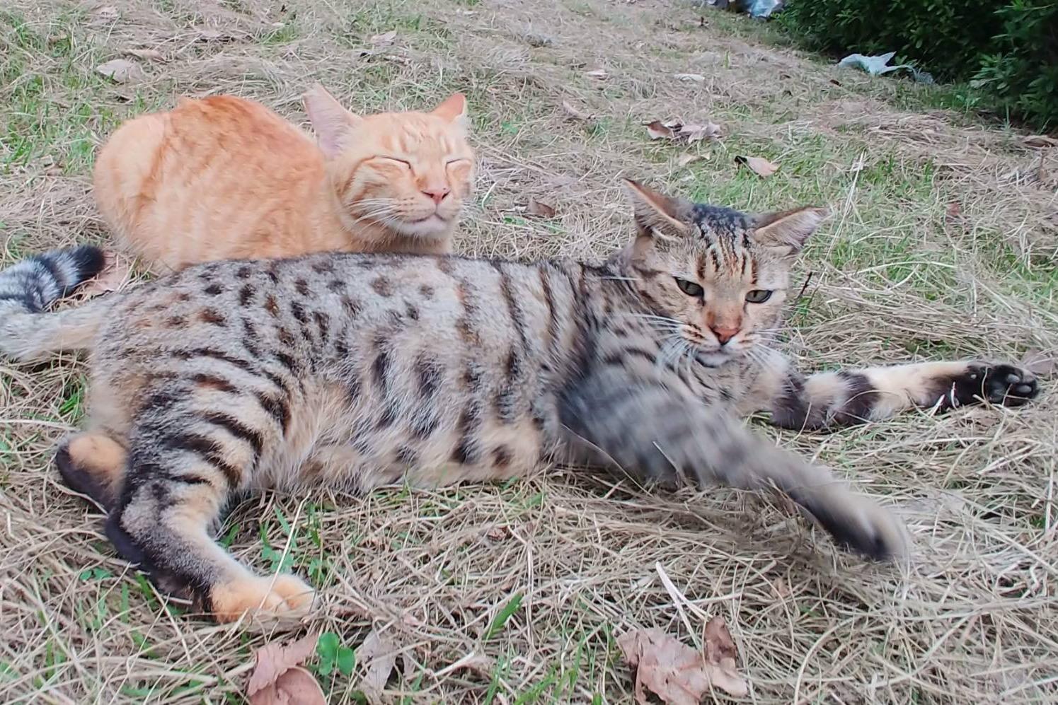 コスモの医療費の画像